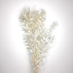 Dried Bleached Ruscus 70cm 