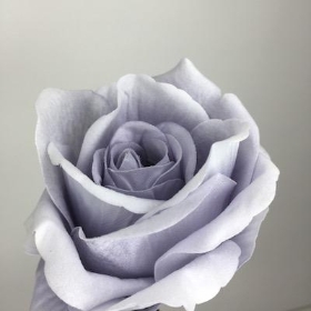 Grey Velvet Rose 52cm