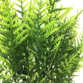 Asparagus Fern Bush 30cm