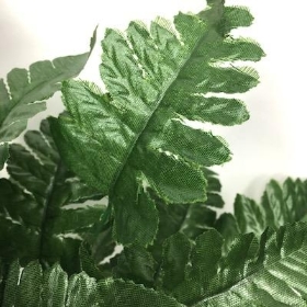 Leatherleaf Bush 44cm