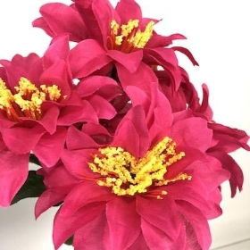 Cerise Zinnia Bush 33cm