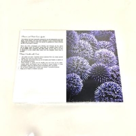 Blue Allium Folding Card x 25 null