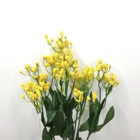 Yellow Gyp Bush 31cm