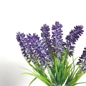Purple Mini Lavender Bundle 18cm