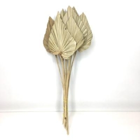 Dried Natural Palm Spear 40cm x 10