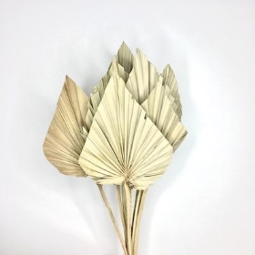 Dried Natural Palm Spear 40cm x 10