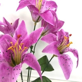 Lilac Lily Bush 35cm