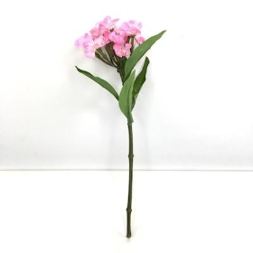 Pink Sweet William 32cm