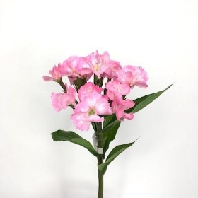 Pink Sweet William 32cm