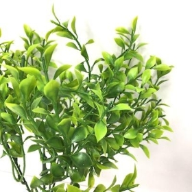 Green Tea Leaf Bush 32cm