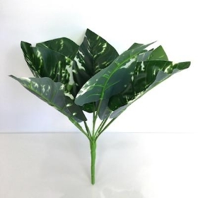 Green Pothos Bush 30cm