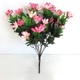 Pink Wild Lily Bush 40cm