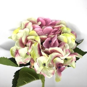 Pink Cream Hydrangea 52cm