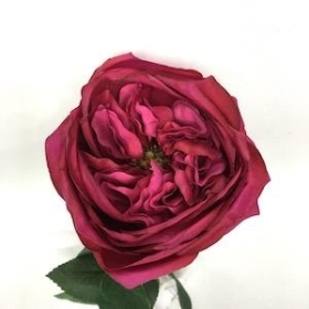 Cerise Garden Rose 53cm