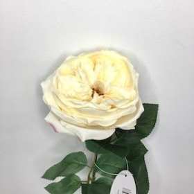 Cream Garden Rose 53cm
