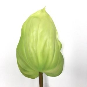 Green Anthurium 74cm