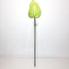 Green Anthurium 74cm