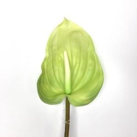 Green Anthurium 74cm