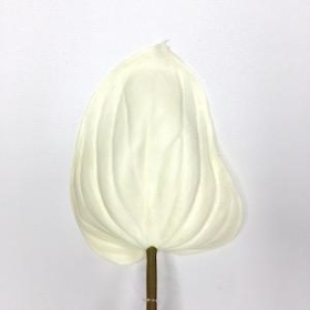 Ivory Anthurium 74cm