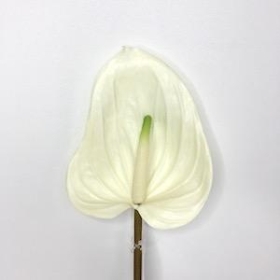 Ivory Anthurium 74cm