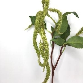 Green Amaranthus 68cm