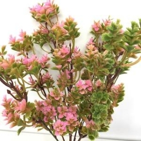 Pink Fern Bush 30cm