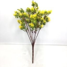 Yellow Fern Bush 30cm