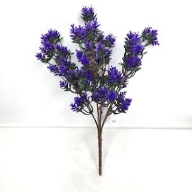 Purple Fern Bush 30cm
