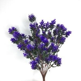 Purple Fern Bush 30cm