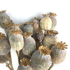 Dried Poppy Seed Head 52cm