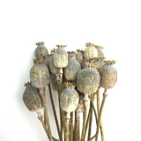 Dried Poppy Seed Head 52cm