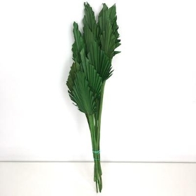 Dried Green Palm Spear 40cm x 10