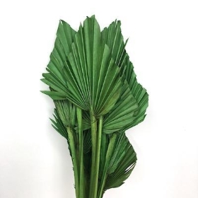 Dried Green Palm Spear 40cm x 10