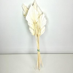 Dried Bleached Palm Spear 40cm x 10