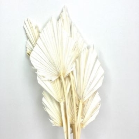 Dried Bleached Palm Spear 40cm x 10