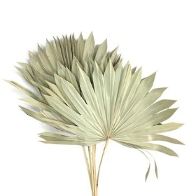 Dried Natural Sun Palm 60cm x 6