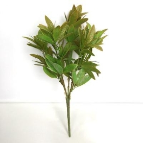 Yellow Bay Leaf Bush 33cm