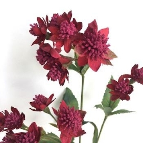 Dark Pink Astrantia 48cm