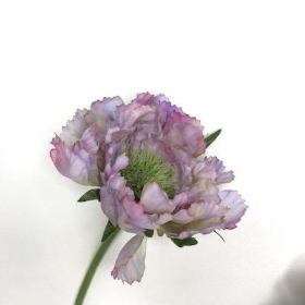 Lavender Scabious 65cm 