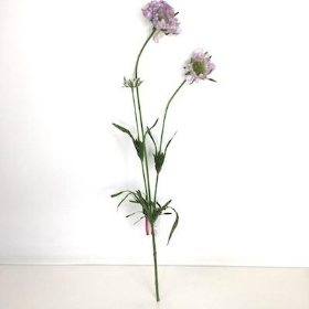 Lavender Scabious 65cm 