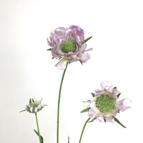 Lavender Scabious 65cm