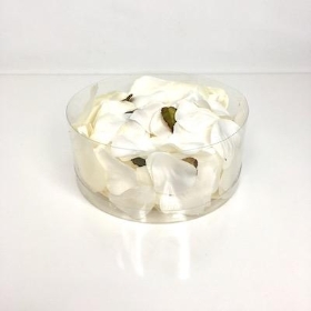Cream Rose Petals x 164