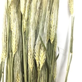 Dried Barley 150g