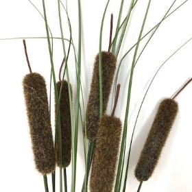 Brown Bullrush And Grass Bush 35cm