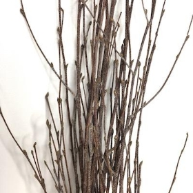 Natural Birch Bundle