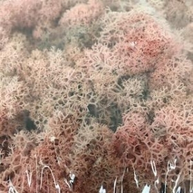 Pale Pink Reindeer Moss