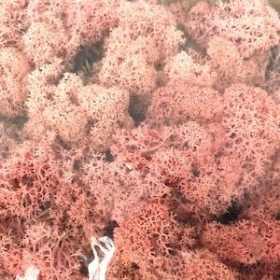 Pale Pink Reindeer Moss