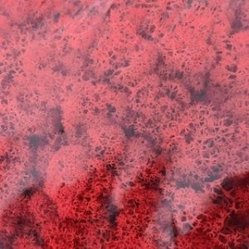 Red Reindeer Moss