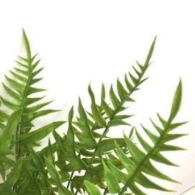 Green Fern Bush 45cm