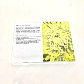 Green Spider Chrysanthemum Folding Card x 25